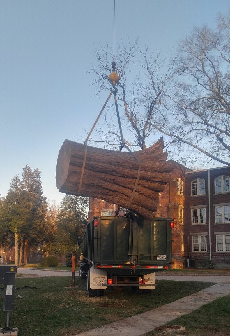 Large tree section being safely lowered during a controlled removal on a commercial site