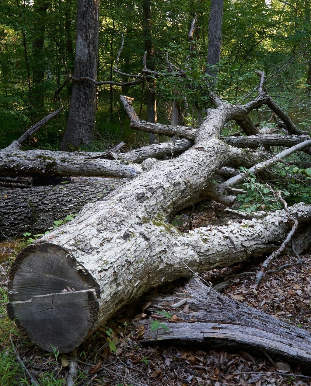 Fallen tree blocking access after storm damage and creating a safety hazard