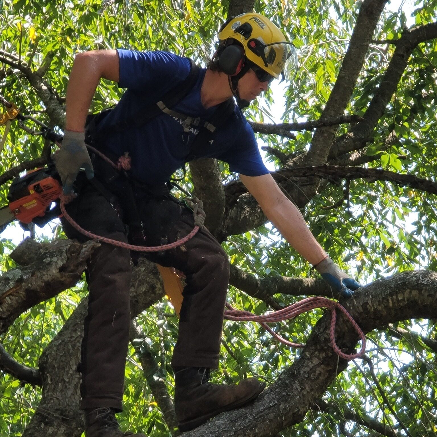 Commercial tree services performed by a certified arborist to manage trees on a commercial property