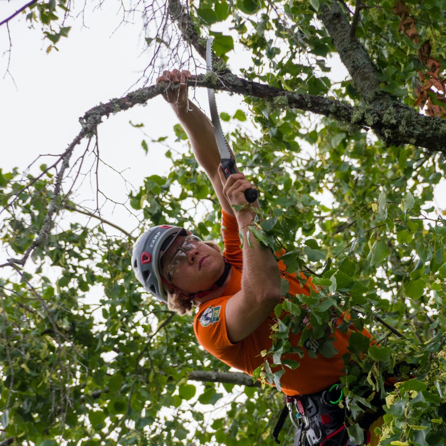 Arborist performing professional tree trimming and pruning services to improve safety and tree health