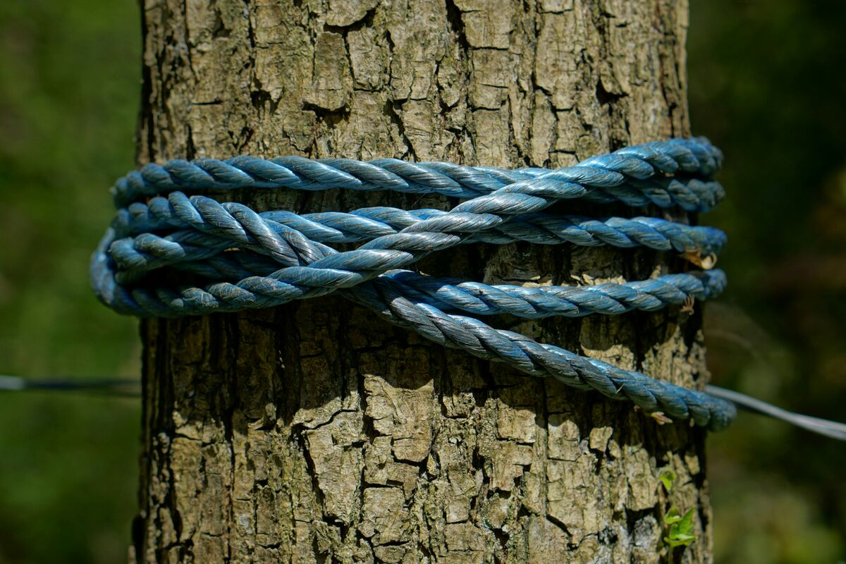 Tree cabling and bracing used to support a structurally compromised tree