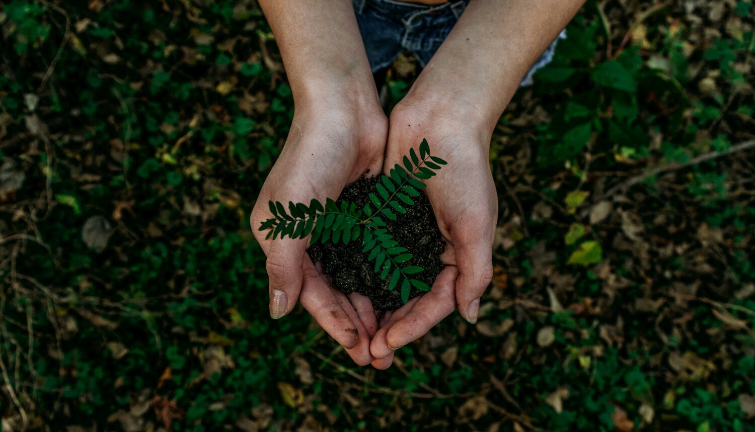 Hands holding a young plant to represent proactive care and long-term plant health