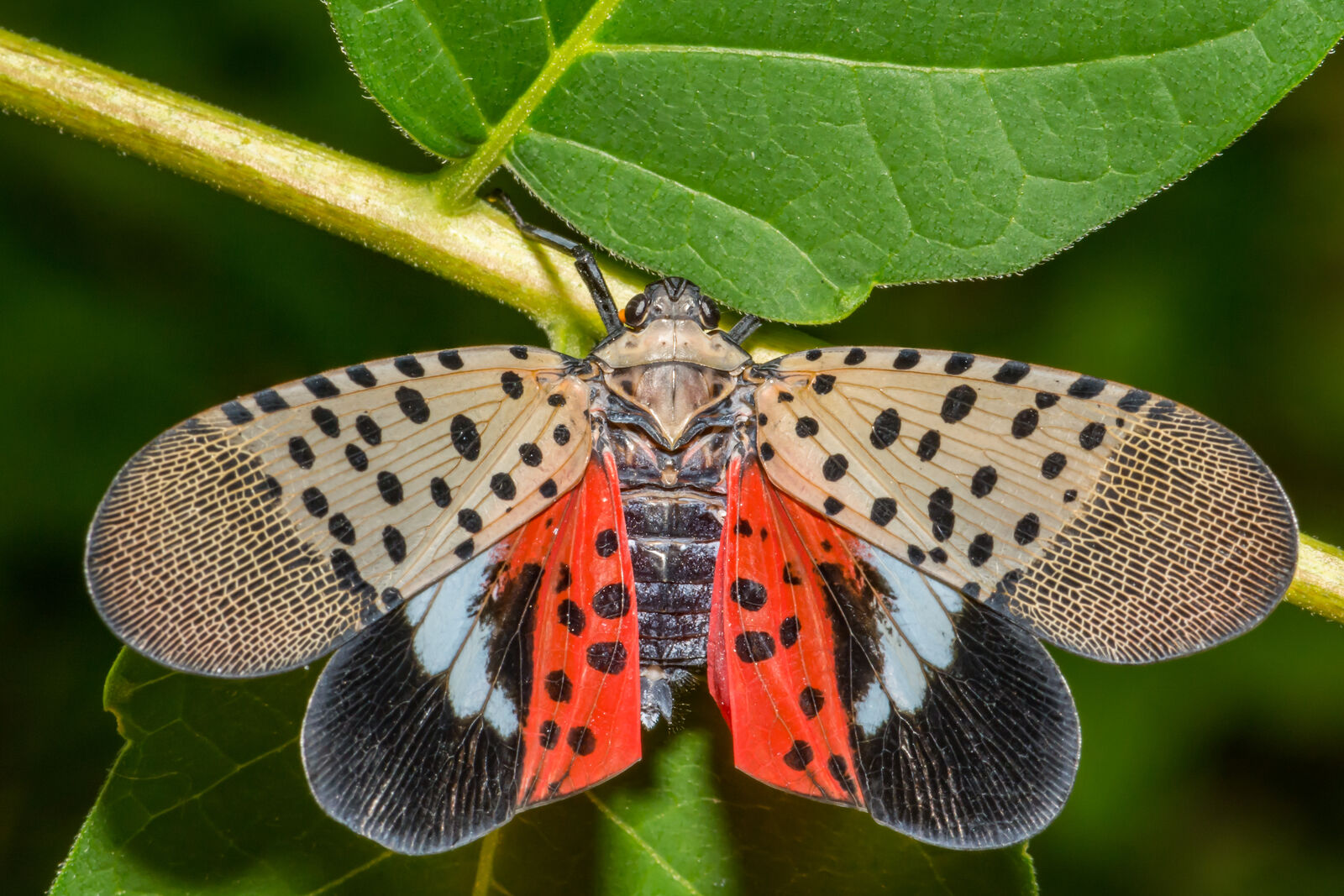 Featured image for “Spotted Lanternfly: What To Do on Your Property”