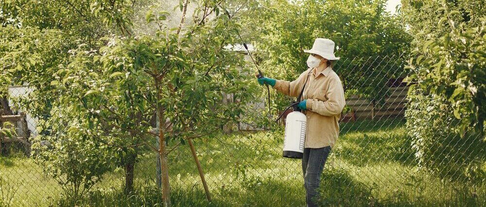 person spraying tree leaves in backyard for pest or disease treatment