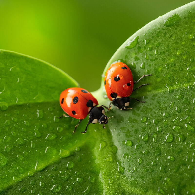 Ladybugs providing natural pest control through integrated pest management