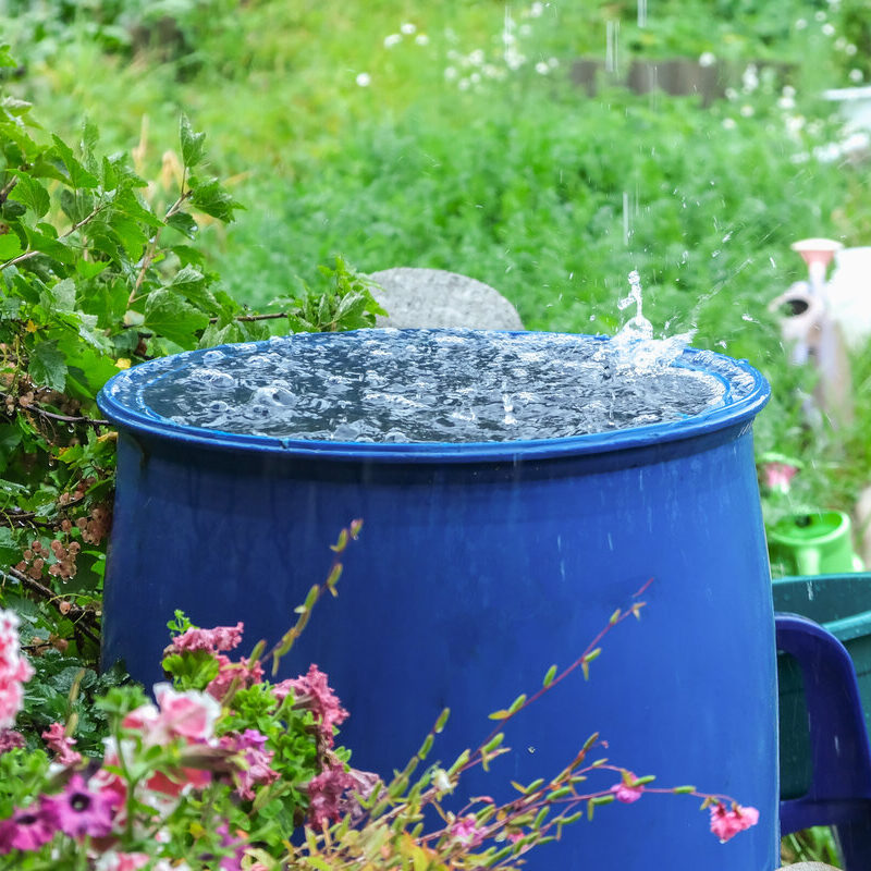 Rain barrel collecting water for eco friendly lawn care and landscape watering