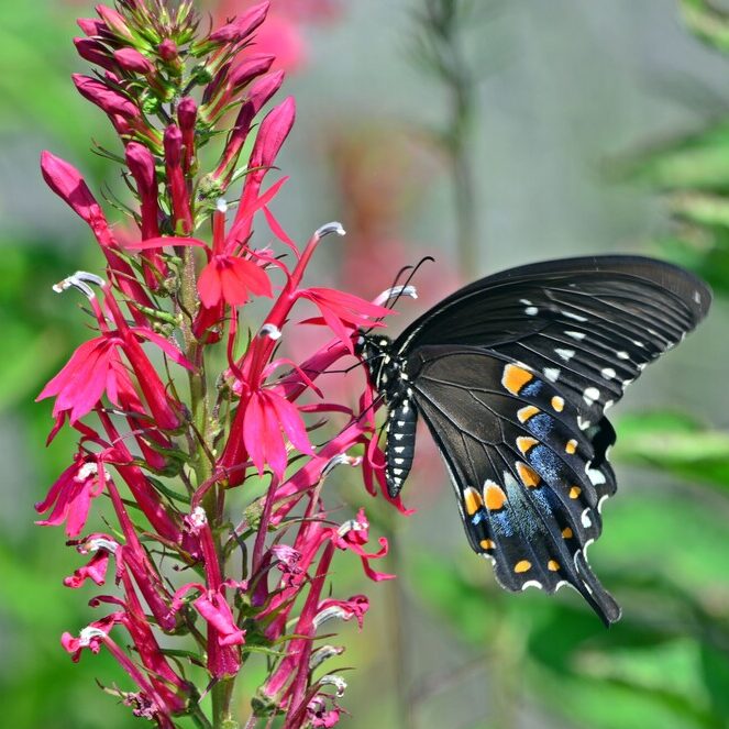 Native flowering plant attracting a butterfly for sustainable landscaping