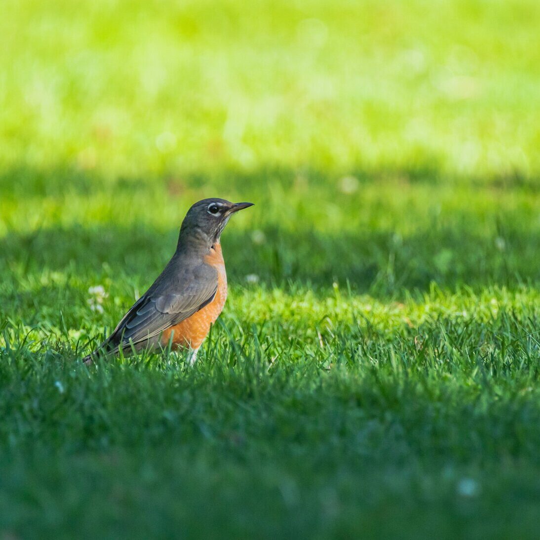Bird resting on a healthy lawn that supports eco-friendly lawn care