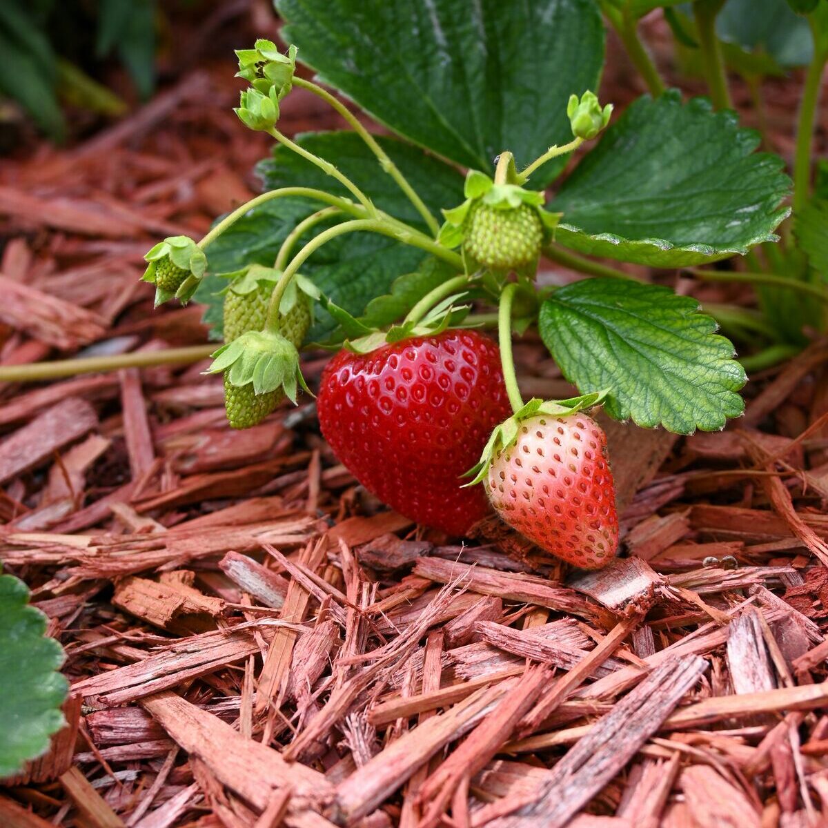 Organic mulch improving soil health as part of eco friendly lawn care