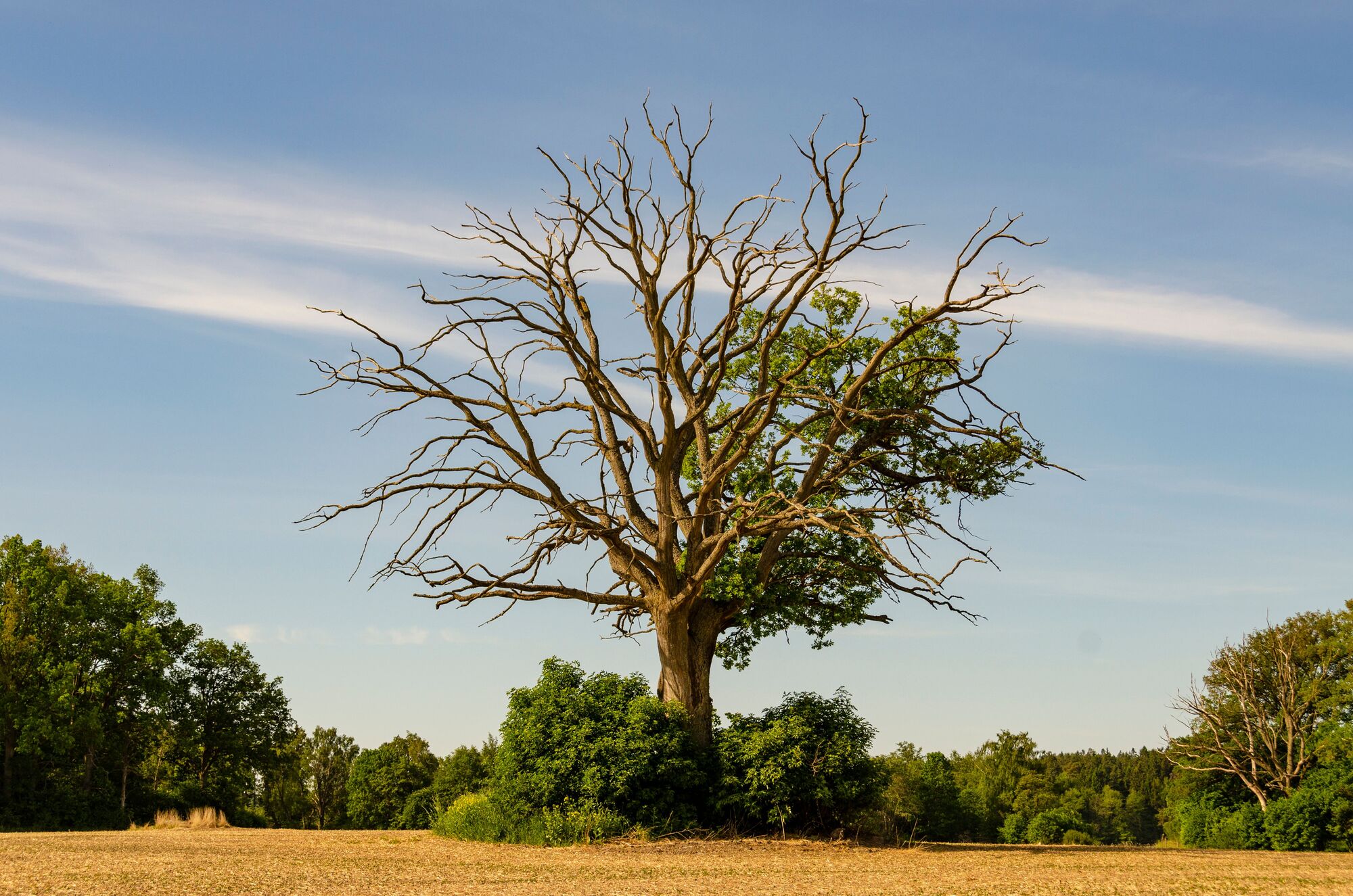 Featured image for “Why Trees Die”